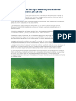 La Importancia de Las Algas Marinas Para Mantener Fuera de La Atmósfera Al Carbono