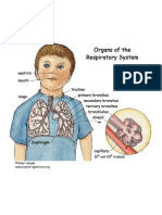 Respiratory System PDF