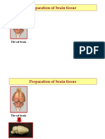 Tissue Prep and Protein Assay 2012