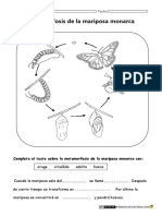 Ciclo de Vida de La Mariposa PDF