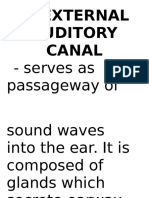 B. External Auditory Canal: - Serves As Passageway of