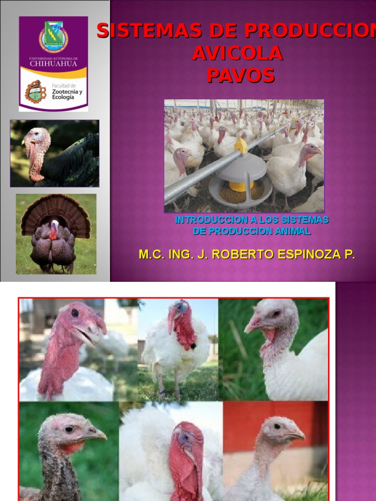 Sistemas de Produccion Avicola Pavos Birds Foods