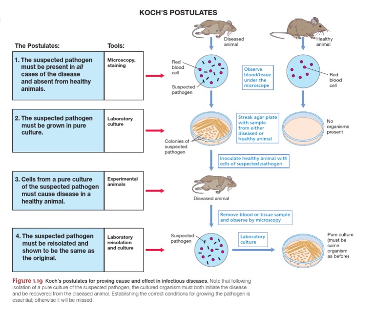 Koch Postulates Infection Public Health