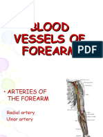 Blood Vessels of Forearm 23