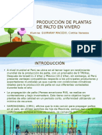 Manejo Del Palto en Vivero PDF