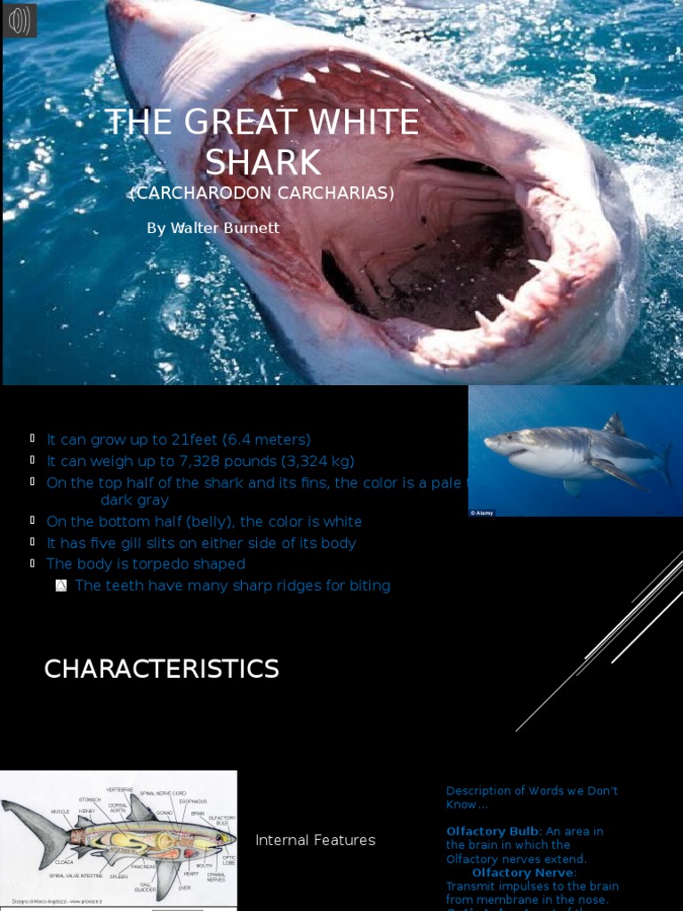 the great white shark presentation