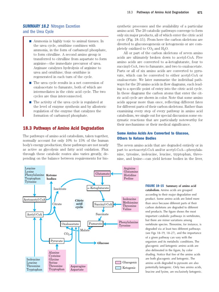 Amino Acid Catabolism3 | PDF | Citric Acid Cycle | Diet & Nutrition