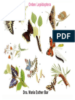 Orden Lepidoptera.pdf