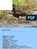 Hocofaisan, Pavon Norteño, Pavon Grande