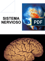 Sesion 2-Sistema Nervioso Central y Periferico