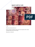 Fetal Development Week by Week PDF