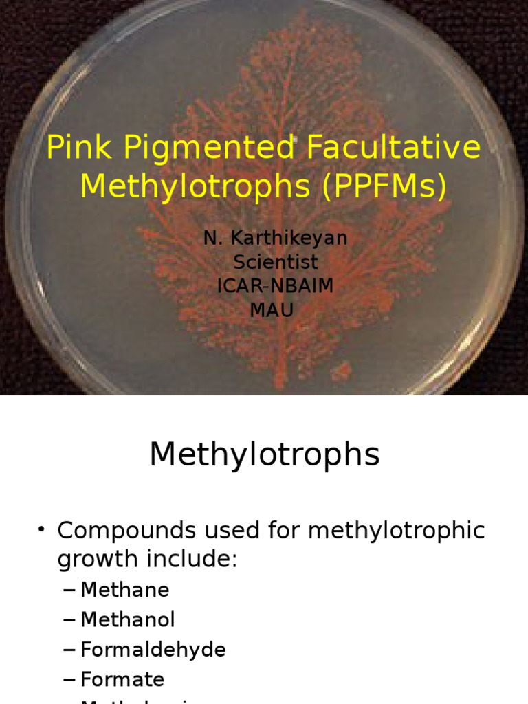 PPFM Bacteria: Benefits in Agriculture | PDF | Bacteria | Plants
