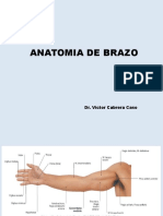 Anatomia Mmss-Brazo
