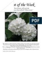 Viburnum Plicatum 5-19-10