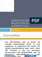 Identificación Macro y Microscópica de Los Dermatofitos