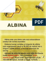 Albina