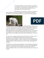 Oso Polar