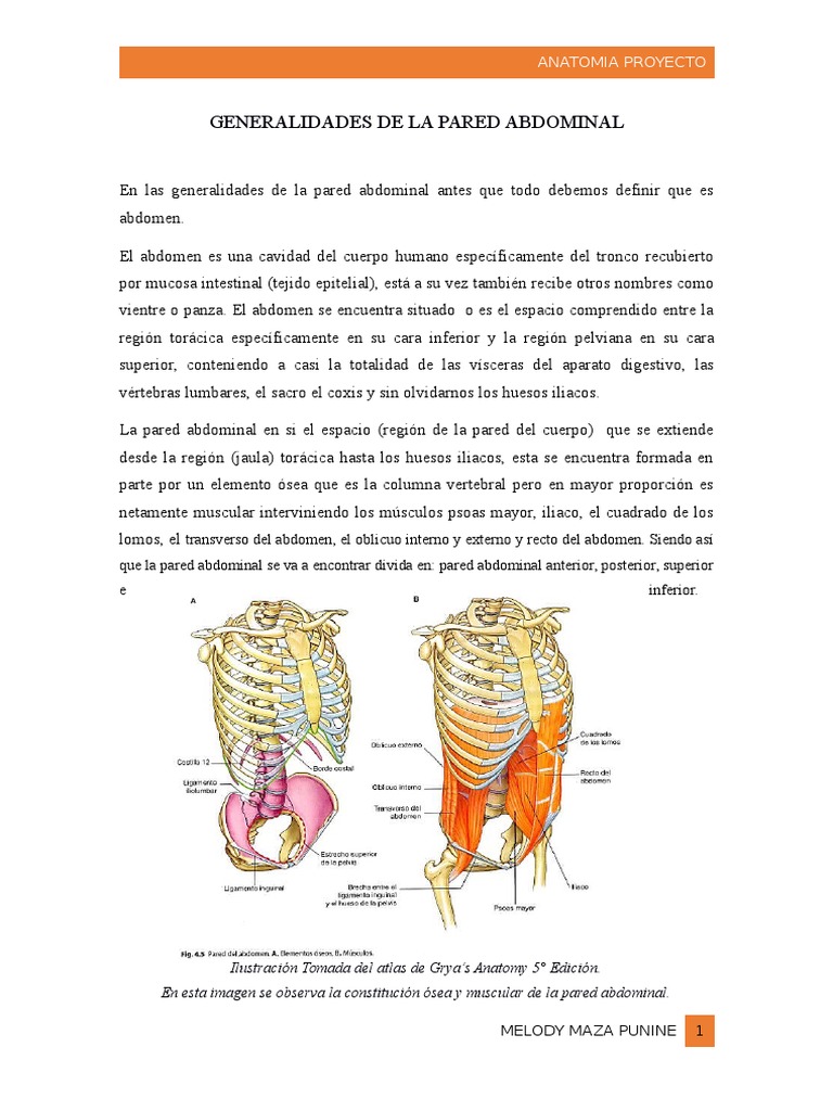 Generalidades de La Pared Abdominal | PDF | Abdomen | Pelvis