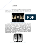 Anatomia de Molares - Final