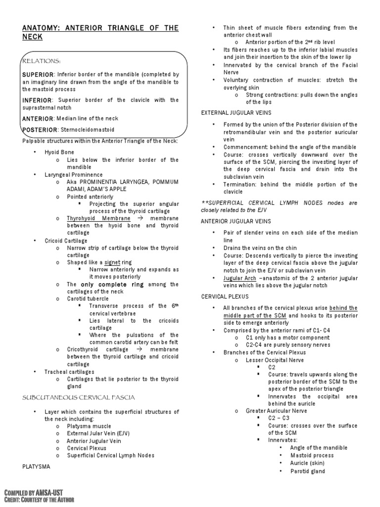 Anatomy Anterior Triangle Of The Neck Pdf Common Carotid