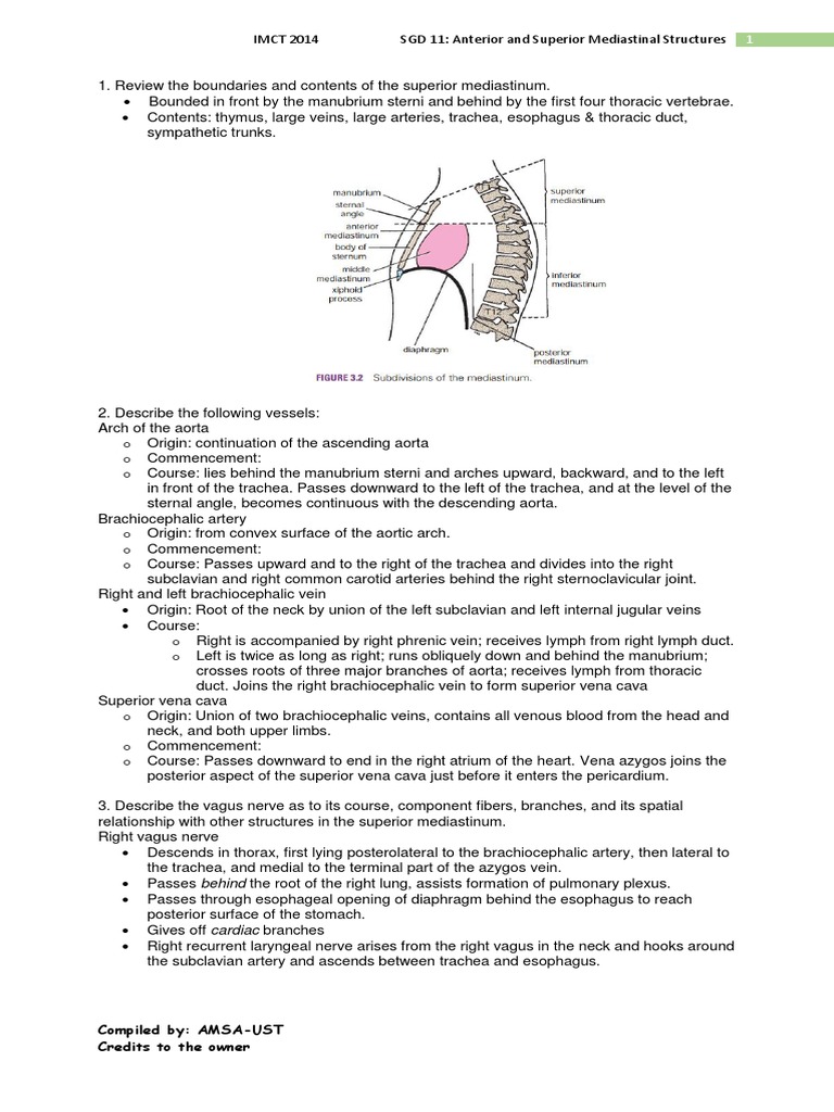 Superior Mediastinum Anatomy Overview | PDF | Aorta | Common Carotid Artery
