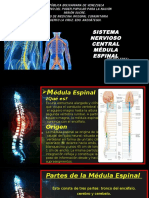 Médula Espinal y Sus Componentes
