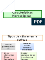 Caracteristicas Microscopicas de Suprarrenales