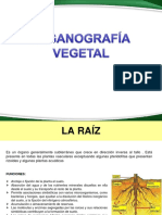 3.1.-Organografía-Vegetal Raíz Tallo Yemas PDF