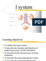 Renal System