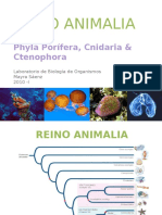 Porifera, Cnidaria y Ctenophora