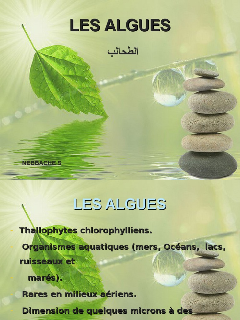 Cycle de Vie et Classification des Algues PDF Interactions — free download