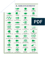 Pcog - Leaf Morphology