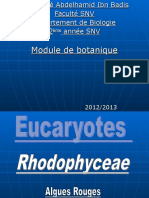 Rhodophyceae
