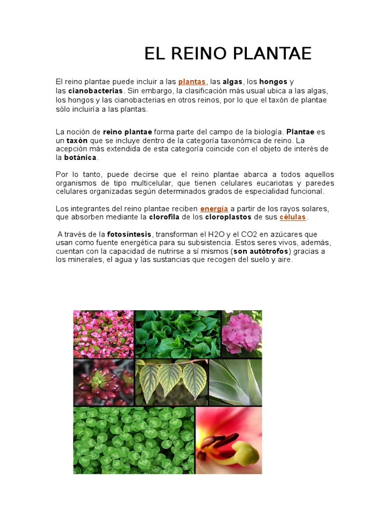 EL REINO PLANTAE.docx