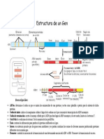 Estructura de Un Gen