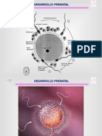 Desarrollo Prenatal