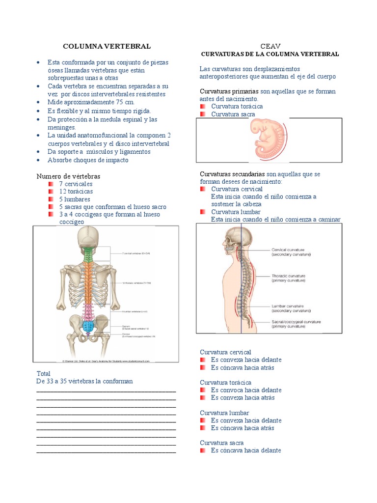 Músculos y vértebras de la columna vertebral | PDF | Vértebra | La ...