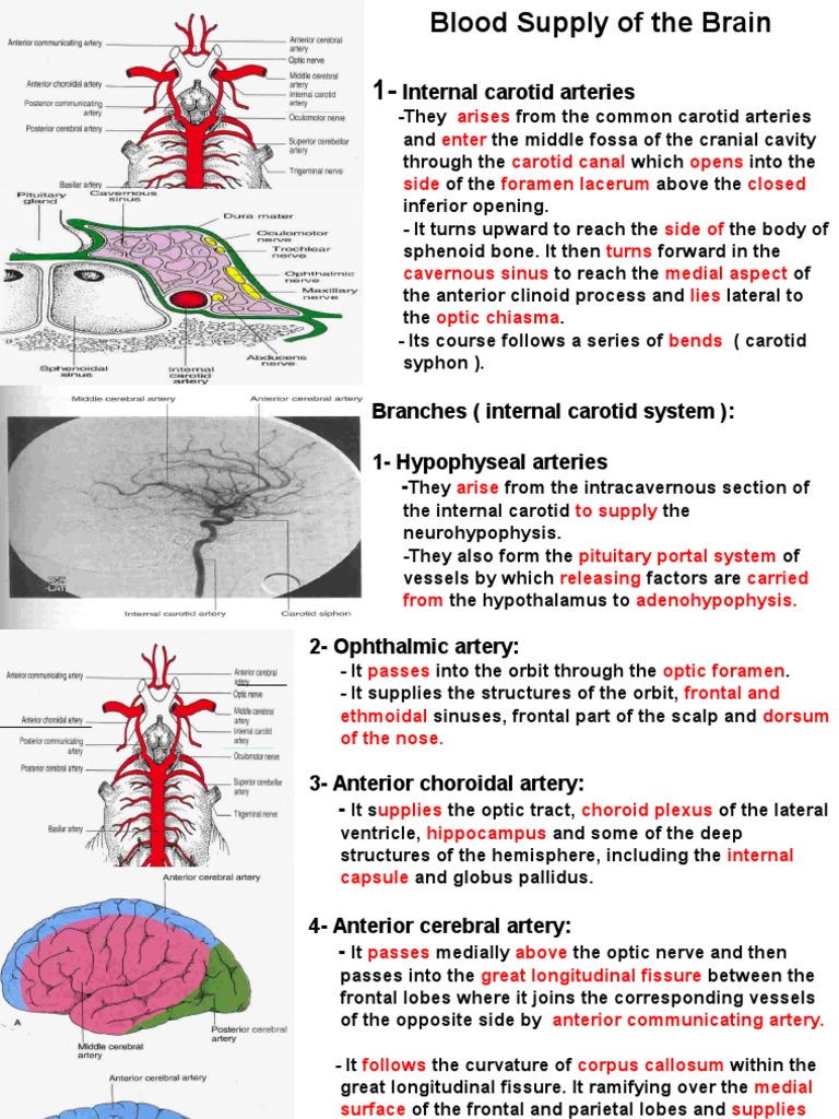 Blood Supply of the Brain Overview | PDF | Human Brain | Cerebrum