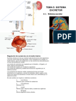 Anatomia-Tema 5 Sistema Ecretor