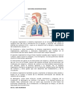 Sistema Respiratorio