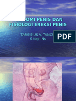 Anatomi Penis Dan Fisiologi Ereksi Penis