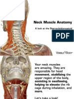 Neck Muscles 041715 PDF