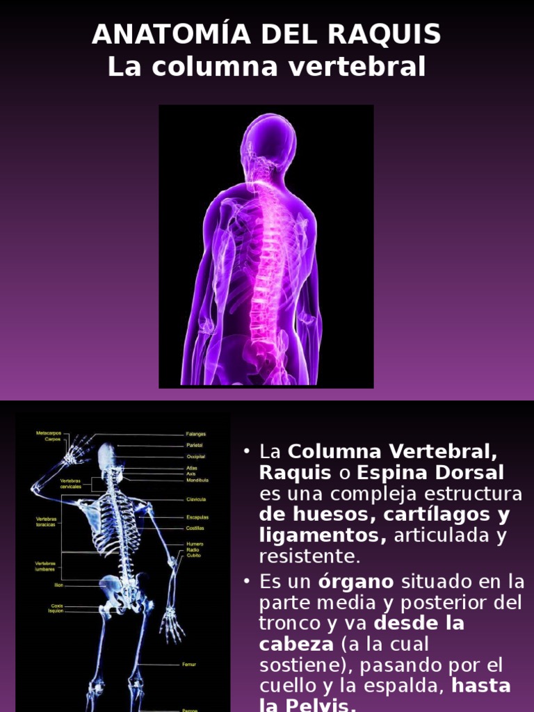 El dolor puede irradiar hacia la espalda baja, glúteos, y a veces hacia las  piernas. ¿La solución? Descomprimir, realinear y fortalecer..., image size:768x1024