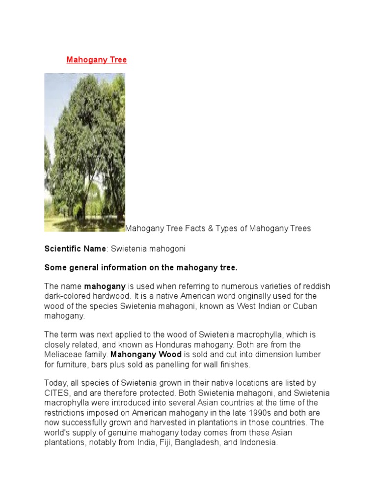 Mahogany Tree Scientific Name Swietenia Mahogoni Some General