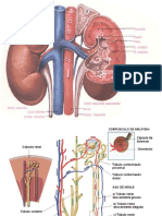 PielonefriN_14-1