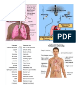 Respiratory System and Harmful Substance