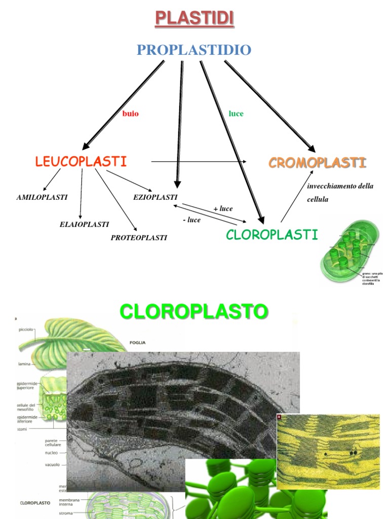 LA CELLULA VEGETALE: I plastidi., image size:768x1024