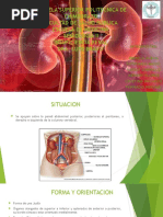 Insuficiencia Renal Anatomia
