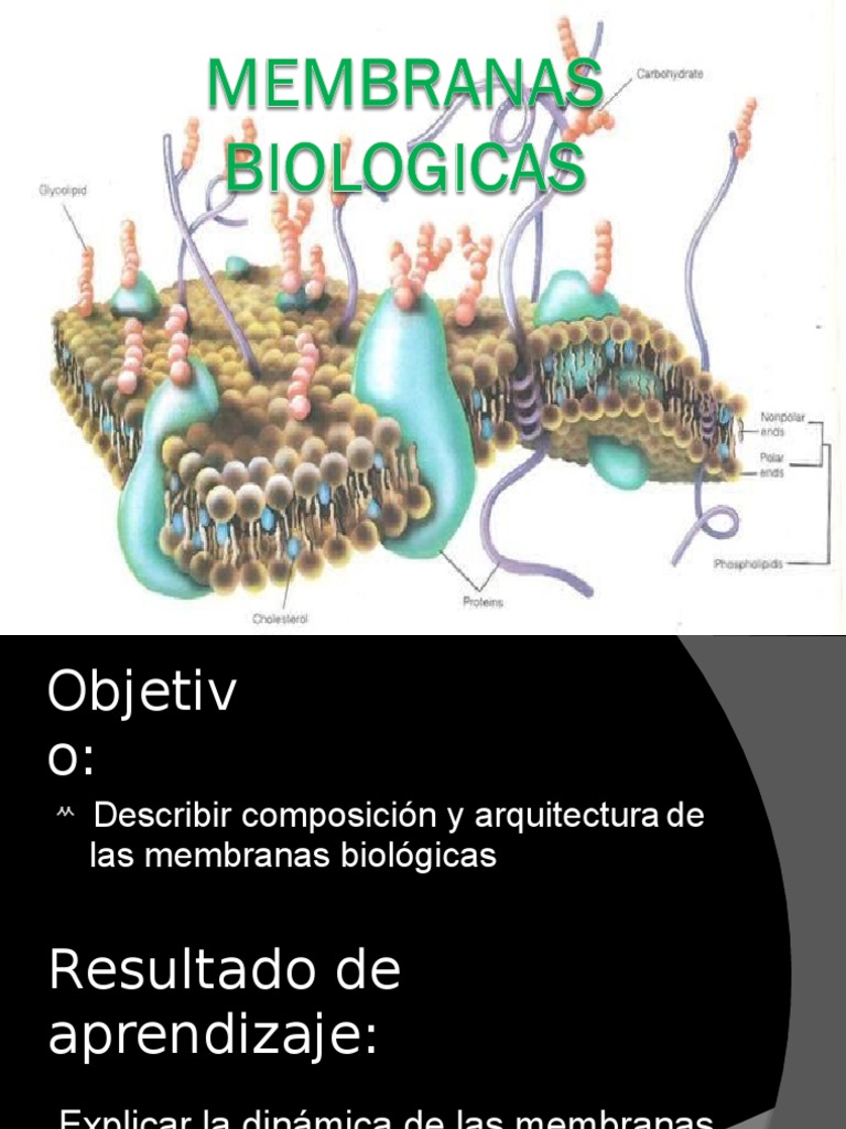 Membranas Biologicas Membrana Celular Biología Celular