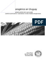 Maiz Transgenico Uruguay